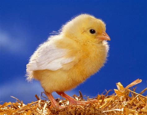 cute chick images